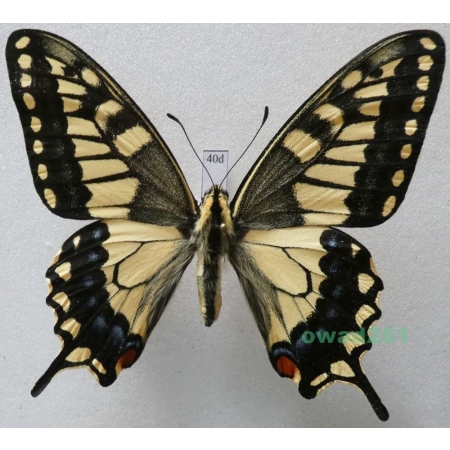 Papilio machaon hippocrates (C. & R. Felder, 1864) male ex. ovo, Japan 82mm40d